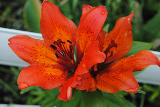 Tiger Lilies