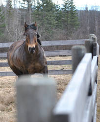 Running Horse