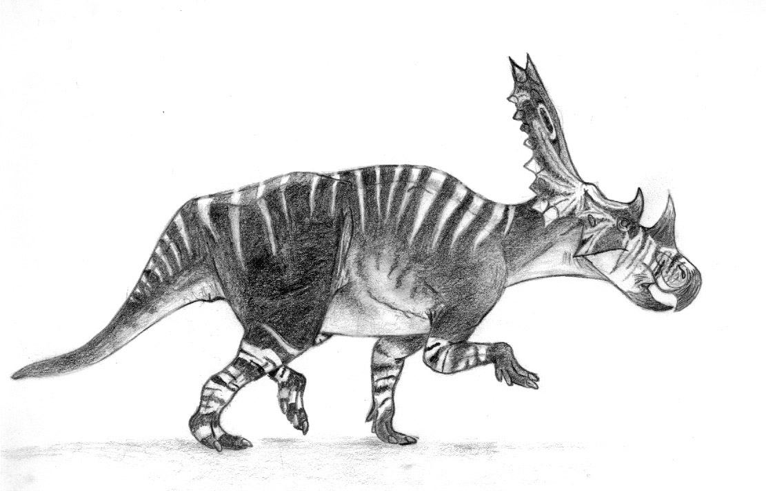 Chasmosaurus belli