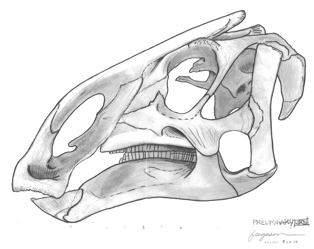 B. canadensis skull recon.