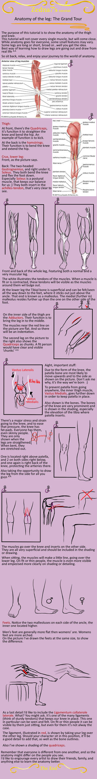 Anatomy of the leg: grand tour by Zedna7