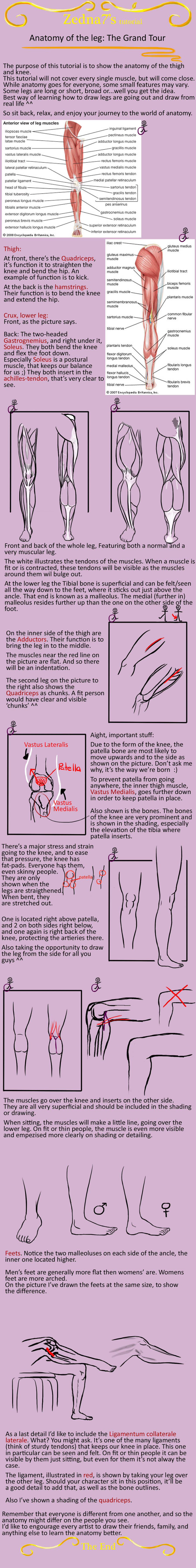 Anatomy of the leg: grand tour by Zedna7