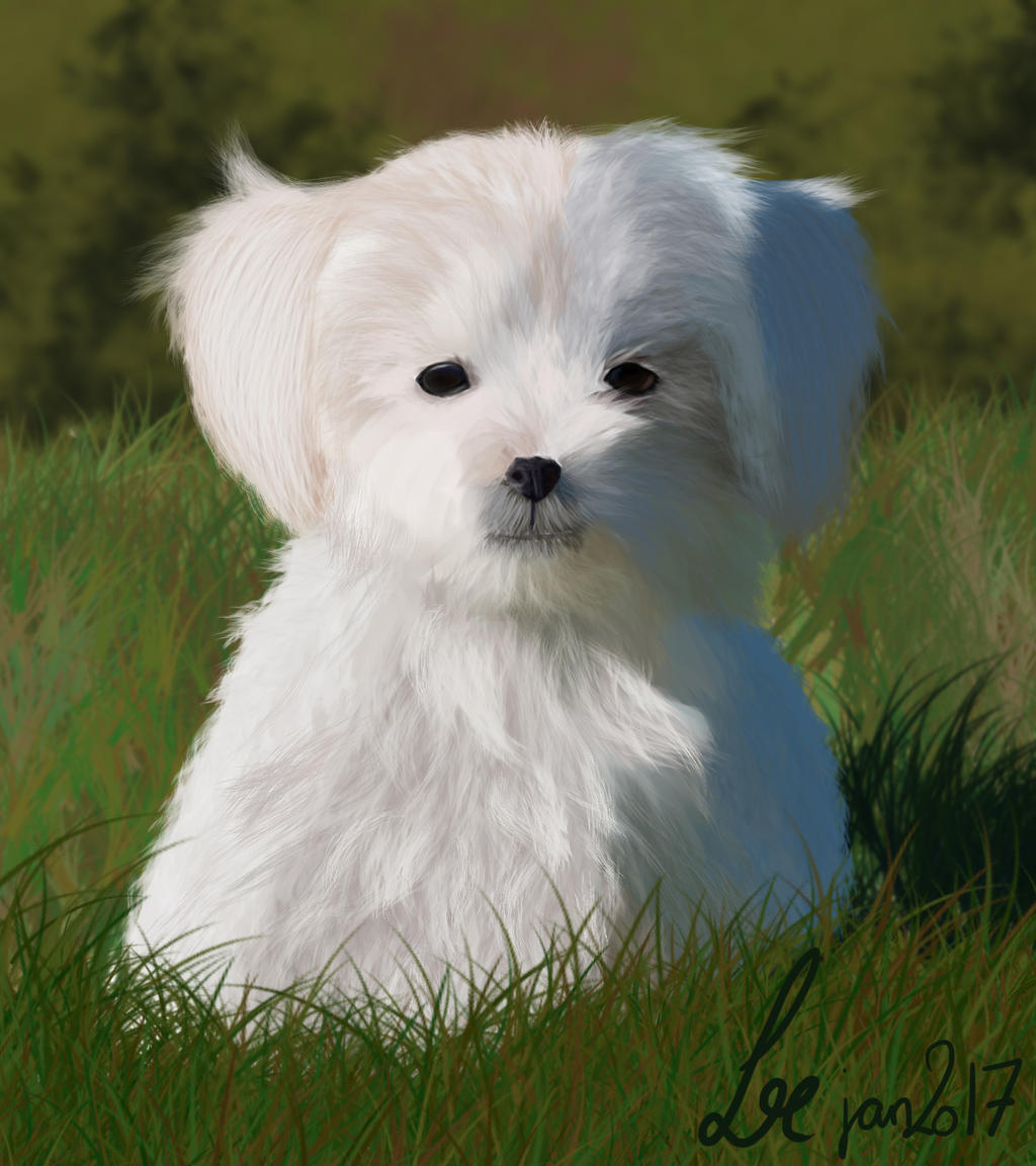 practice puppy