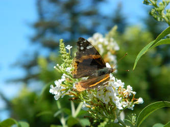 Red admiral