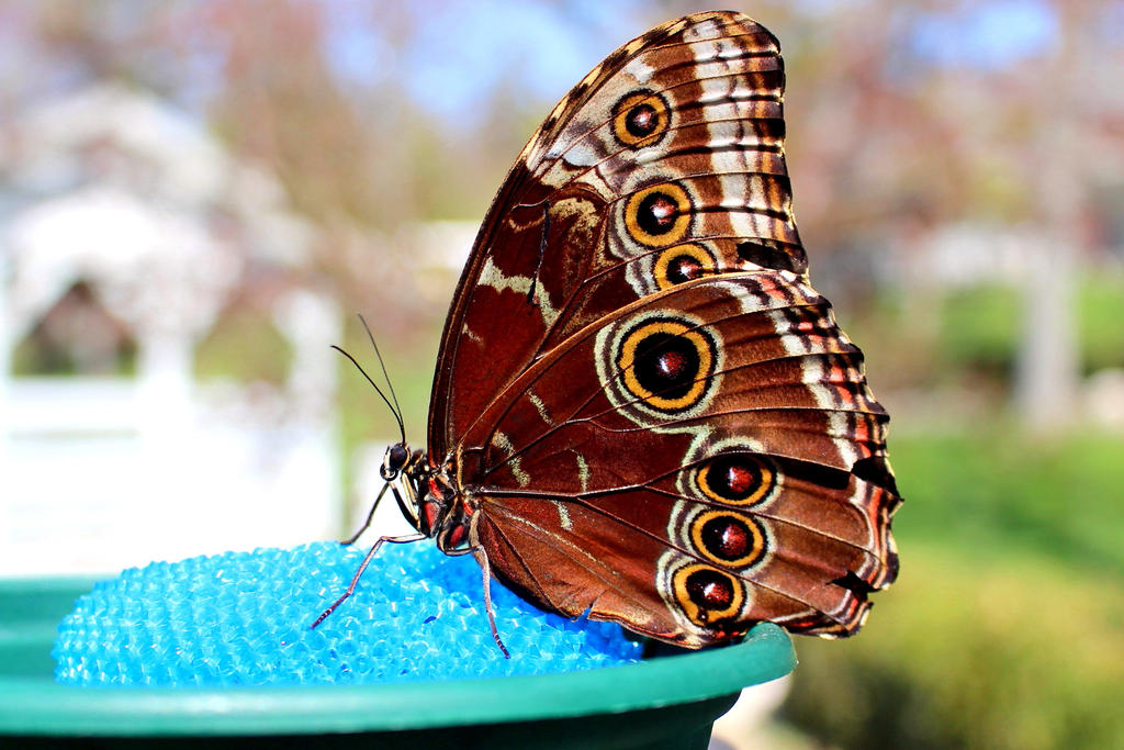 Blue Morpho Butterfly