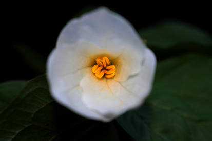 Trillium