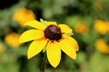 Black Eyed Susan