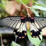 Great Yellow Mormon Butterfly