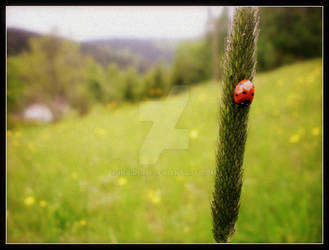 Ladybird II