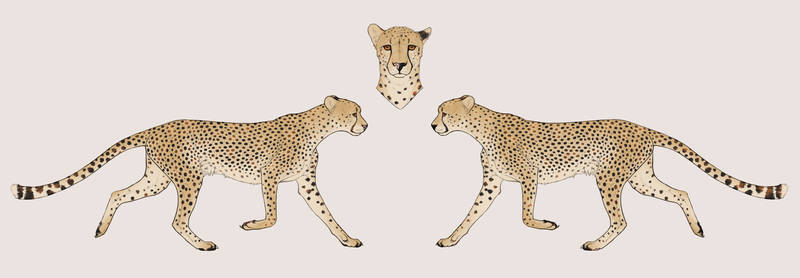 Garcia's Cheetah Import - GFR188