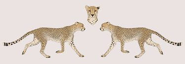 Garcia's Cheetah Import - GC011