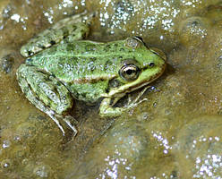 Pelophylax sp