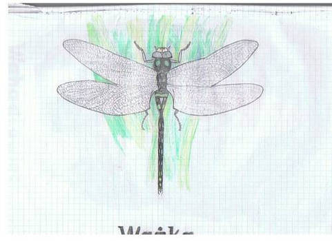 Dragonfly