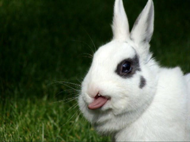 Funny Bunny by coffaefox on DeviantArt Funny Bunny by coffaefox on DeviantArt