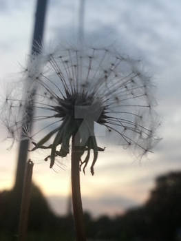 The Flower Of Fall: Dandelion 2