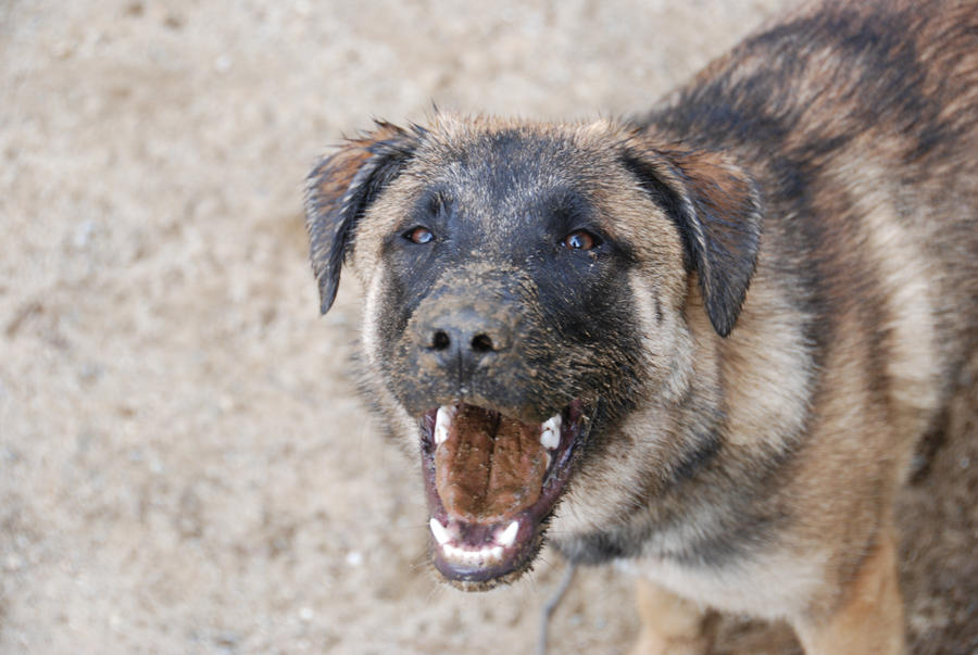 Zack Plays in the Mud