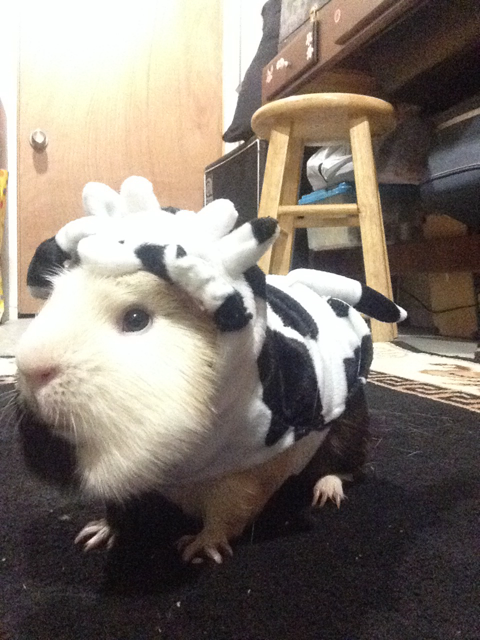 My piggy cow 