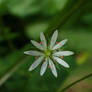 Stellaria