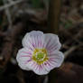 Oxalis acetosella