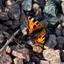 Aglais urticae