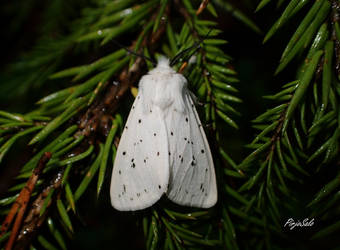 Spilosoma lubricipeda