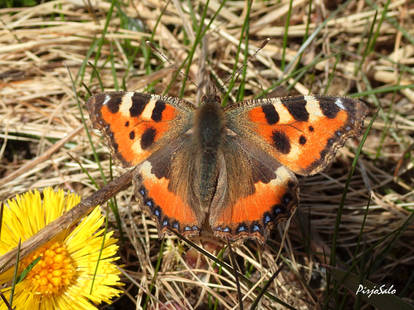 Aglais urticae