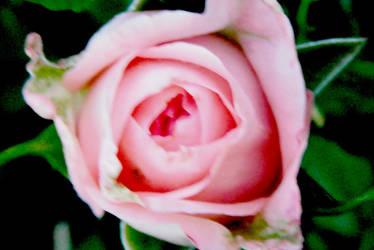 Pink Rose