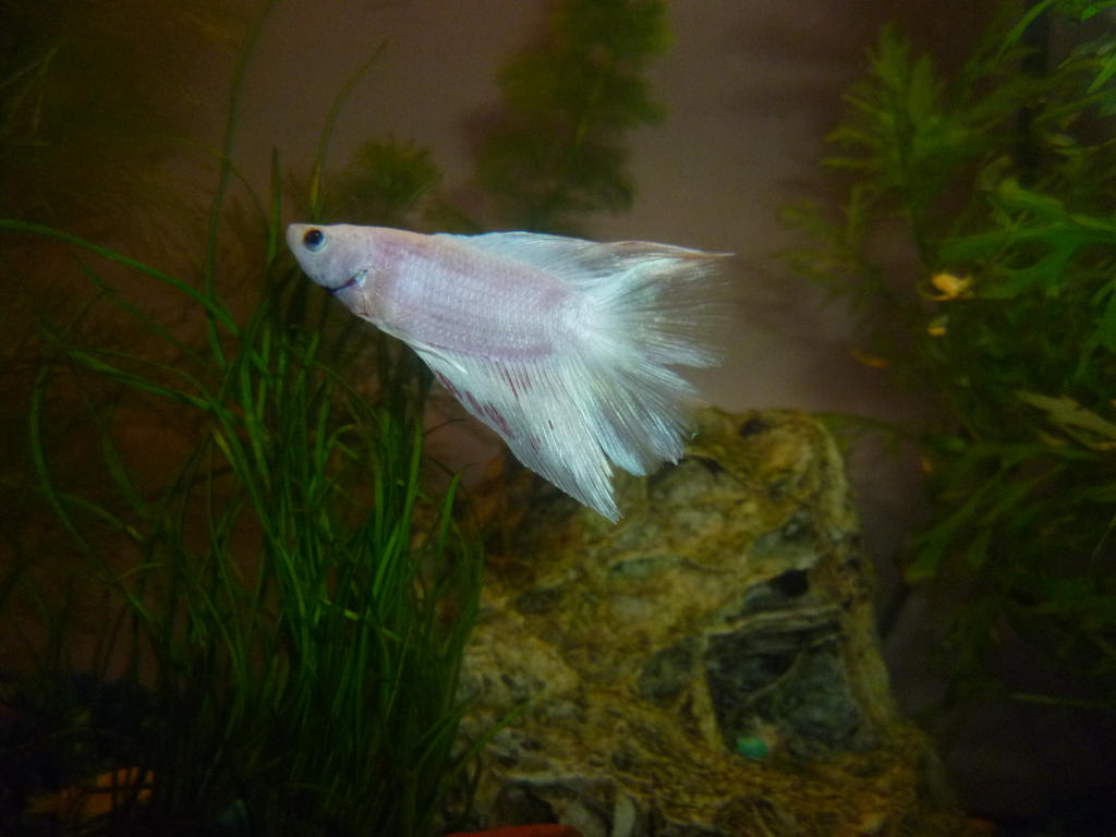 Pretty Boy Fish Pretty Boy by Kantata98 on DeviantArt