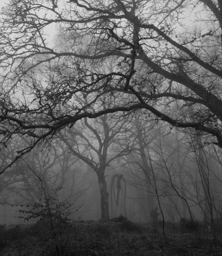 Steinmen Woods by Victor-Surge