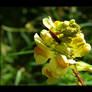 Toadflax