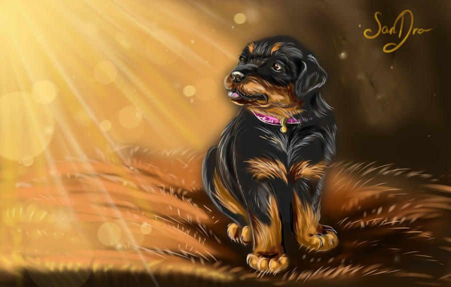 Rottweiler puppy by SalamanDra-S on DeviantArt