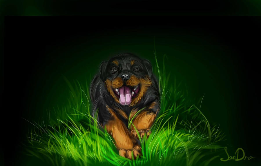 Rottweiler by SalamanDra-S on DeviantArt