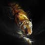 Tigerrrrrrrrrrrrrrrrr