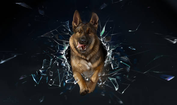 Dog and shards