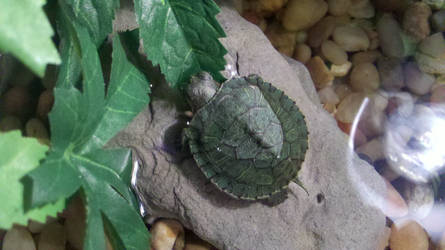 Red Ear Slider Turtle