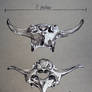 Elk Vertebrae (2 views)