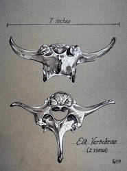 Elk Vertebrae (2 views) by outsidelogic