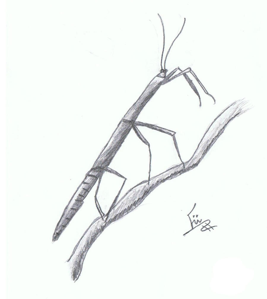 Walking Stick Bug by Flick16 on DeviantArt