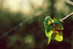 Sing for me.. by Joomii