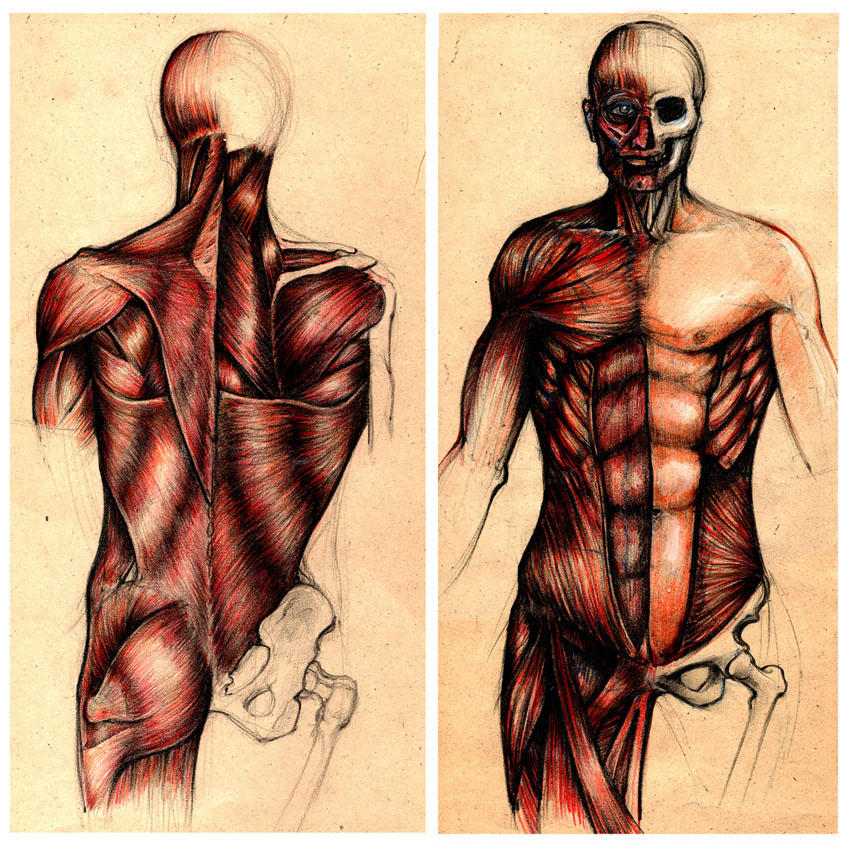 Мышцы картинка. Мышечный скелет. Мышцы тела. Человеческие мышцы. Мышечный каркас человека.