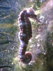 Seahorse