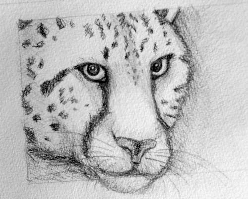 Cheetah - Pencil Sketch