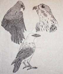 Birds - Pen Drawing