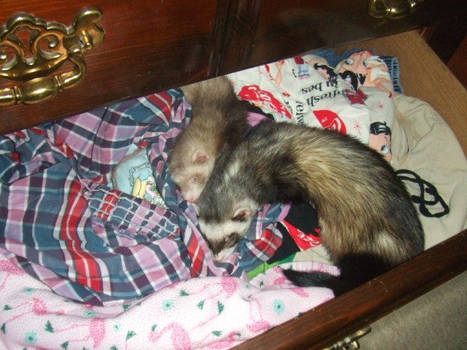 bandit and isabelle in moms dresser