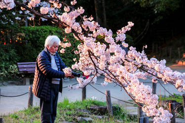 Sakura