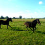 Gallop!