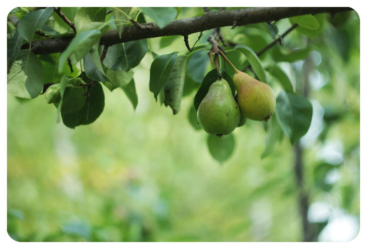 pears