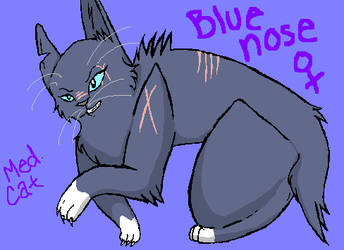 Bluenose Meddie Cat