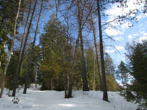 Enter the Forest on Zucks Island