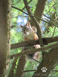 What Are You Doing in my Forest?